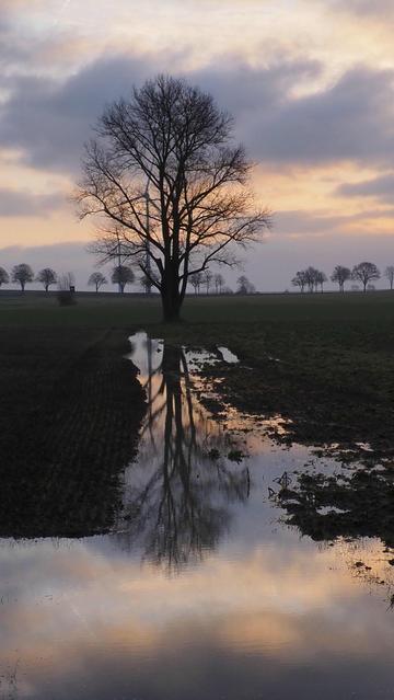 Kahler Baum spiegelt sich in einer Pfütze
