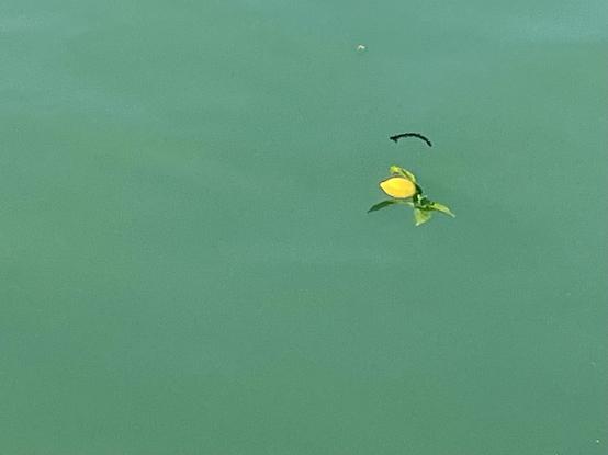 Colour photo looking down into still vivid green canal water, in which floats a lost lemon, with its stem and green leaves still attached. A short slightly curved black branch floats above it like an eyebrow.