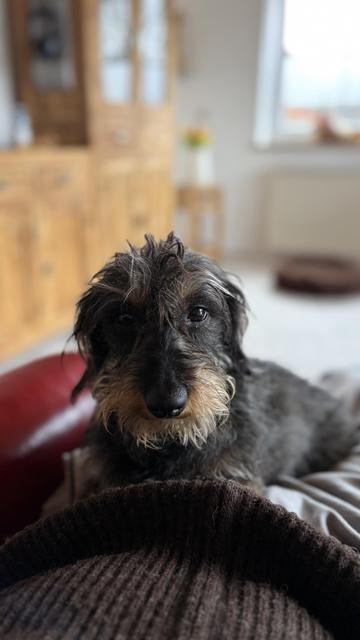 A small black dog with a scruffy appearance sits atop a cozy blanket, looking curiously at the camera. In the background, there are wooden furniture pieces and a hint of natural light coming through a window.