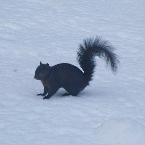 Black squirel on clean white snow.