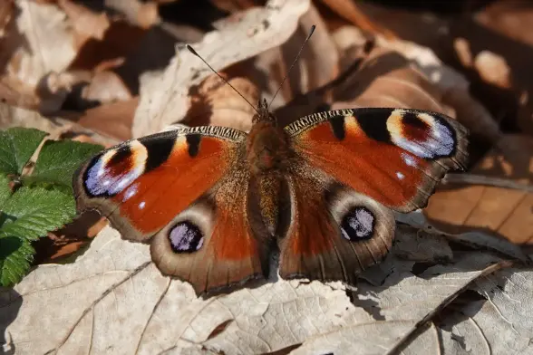 Peacock butterfly on a fallen leaf in the sun