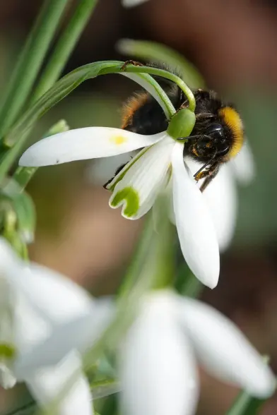 Early bumblebee visiting (almost embracing) white flower.
