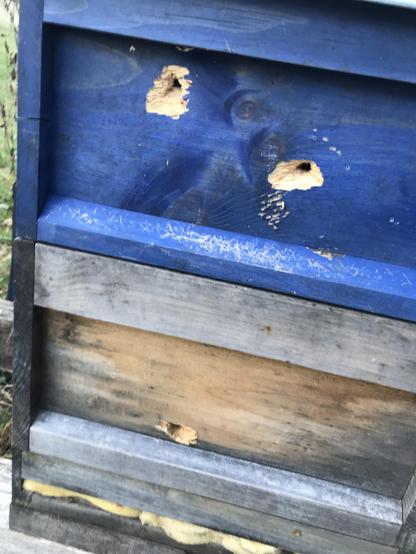 Eine teilweise blau gestrichene Bienenbeute, drei Löcher gehen durchs Holz, man sieht auch Kratzspuren der Krallen.