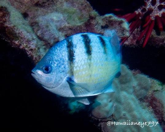 A gray-silver fish swimming over an ocean reef. It has prominent vertical black bars over its back, fading over its belly, which has a faint yellow hue. The background is rocky, and a red pencil sea urchin is seen at the upper right.
