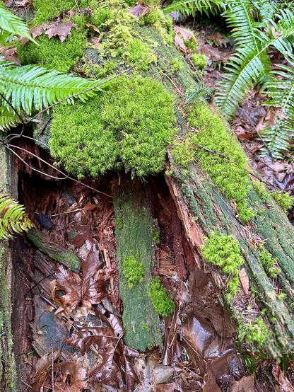 Two different kinds of moss -one shaggy and fluffy, the other more like a green stain- grow on a decaying old log lying among ferns.