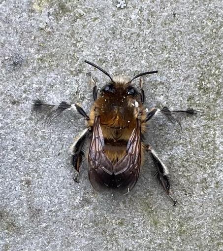 Small stout hairy bee on grey-green paving. It is typically striped black-yellow with a black bum. Long black antennae, big black eyes, white fluffiness around the mouth area. The legs all have long hairs, some fringed white making the legs have white striped legs (lengthways). Thorax is more orange than the abdominal stripes. Cute.