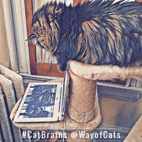 A longhaired brown tabby Maine Coon Cat is on one shelf of a pale cat tree in fuzzy beige and sizal, looking down at a Chromebook playing a bird video on a lower shelf, infront of a curtained window and a radiator, illustrating Are Cats the Most Rational of All Beings?