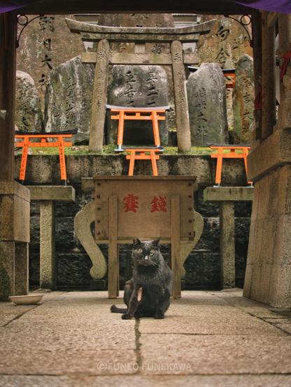 京都の神社の黒猫
