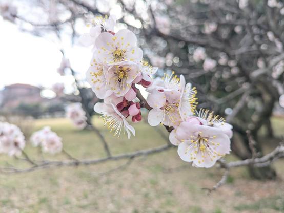 アンズの花が満開の様子です。ツボミも若干見えます