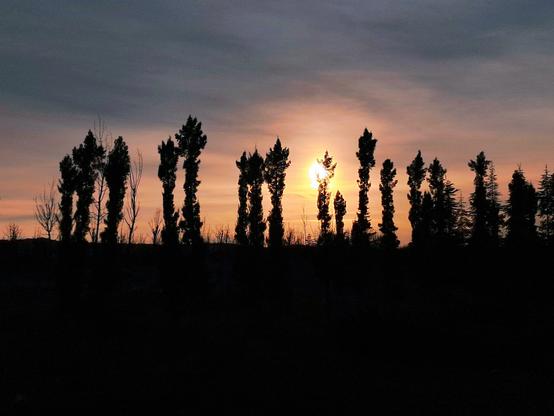 A silhouette of a row of tall and slender trees, which appear to be cypresses, stand against a glowing sunset. The sky transitions from dark cloudy gray at the top to a vibrant orange near the horizon. The bright sun is partially obscured behind a tree near the center of the frame, casting the entire foreground into deep black shadow. 5fdd763b-f355-406b-9f11-13418384c273