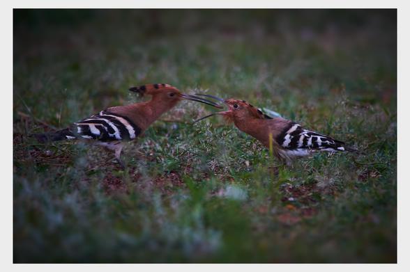 Two hoopoe birds are interacting on a grassy ground, showcasing their distinctive patterned feathers and long curved beaks.