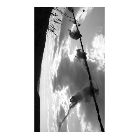 Pieces of sheep's wool hung on barbed wire and tossed by the wind. (Version françæ) Morceaux de laine de bédigue accrochæs à des barbelés et ballottæs par læ vent.