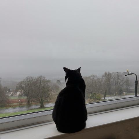 A black cat is sitting on a windowsill, gazing out at a foggy landscape with trees and a distant view. The atmosphere appears overcast and dreary.