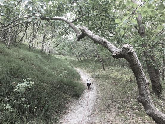 Foto:
Ein nachbearbeitetes Foto mit blassen Grüntönen. Eine schwarze Katze die einen hellen Pullover trägt läuft einen schmalen Waldweg entlang. Links ein Hügel mit Krähenbeeren. Im Vordergrund ein knorriger Ast.

Story:
Nachdem Lilli sich einen Tag erholt hatte, war sie heute wieder gut bei Pfote. Die schmalen Waldwege boten Deckung von allen Seiten. Sie ist oft und flott weit voraus gelaufen und hat die Richtung bestimmt.  
Es war tatsächlich ehr grau und kalt. Den warmen Pullover haben wir an diesem Tag nicht ausgezogen.