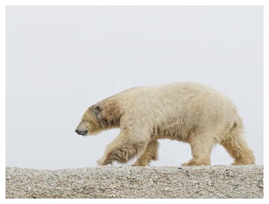 A polar bear walking along a rocky shoreline against a pale, cloudy background.