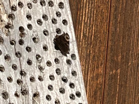 Ein Tagpfauenauge sitzt auf einem alten Insektenhotel und ruht sich aus.