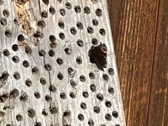 Ein Tagpfauenauge sitzt auf einem alten Insektenhotel und ruht sich aus.