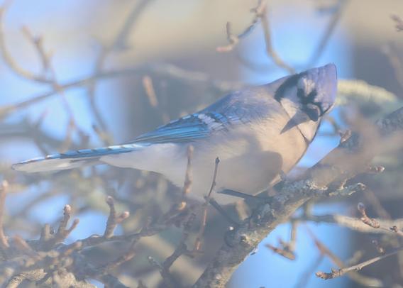 Blue Jay in an Apple Tree