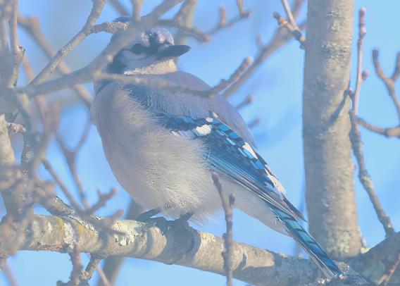 Blue Jay in an Apple Tree