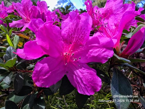Close-up of a vibrant fuchsia azalea bloom in focus, showcasing detailed petal texture and stamens, surrounded by lush green foliage.