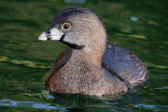 A photo of a pied-billed grebe (Podilymbus podiceps) floating on water facing the camera with its head turned to the left. It is a very cute small brown water bird with a short pale gray bill that has a thick black stripe in the middle of it, and alert brown eyes ringed with pale bare flesh. The rippling water around the grebe is a deep, dark green.