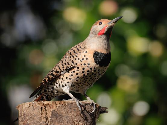 A photo of a male northern flicker (Colaptes auratus) perched on top of the cut-off end of a vertically mounted log in bright sunny weather, facing to the right of frame with its head slightly cocked and tilted upward. It is a sleek taupe-colored woodpecker with a gray face and a long dark gray beak, red cheek patches, a red spot on the back of its head, a large black chevron across its chest, black barring across its back and wings, and black polka dots all over its belly. The background is blurred greenery.