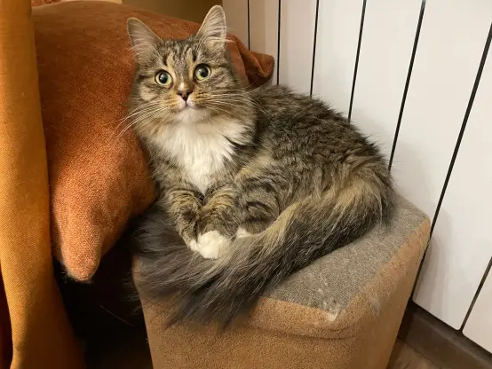 Now she's looking forward at the camera, still very majestic and cute