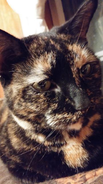 This is my brown tortoise shell kitty, Spike. I had to say goodbye to her today,