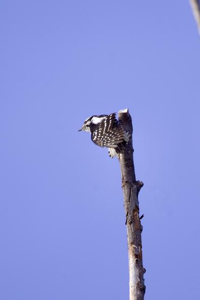 Downy Woodpecker time for the left wing stretch
