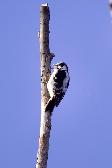 Stretching done, time to search for some lunch, bits of wood flying away