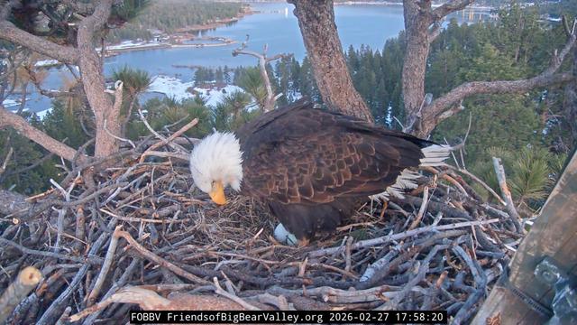 Bald eagle Jackie stands over two white eggs, looking down.