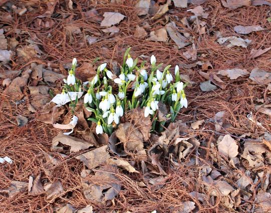 A clump of slender green leaves with downward facing white blooms are erupting through the rust colored pine needle and dried brown fallen leave carpet ground cover.