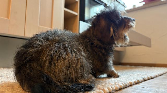 A small, fluffy dog sits on a rug in a kitchen, facing away from the camera. The dog has a tousled coat and appears to be paying attention to something in the environment. Soft, warm lighting highlights the features.