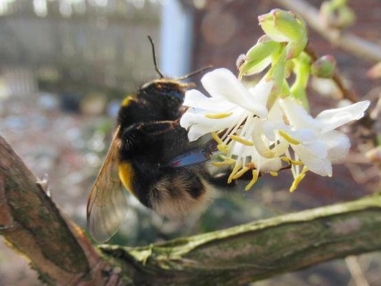 Eine Hummel an einer Blüte der Winterheckenkirsche, im Hintergrund unscharf Steine und ein Gebäude