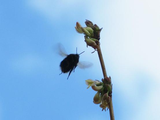 Silhouette einer Hummel vor blauem Himmel beim Anflug auf eine Blüte der Winterheckenkirsche