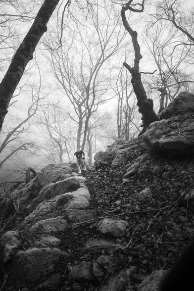 dans un épais brouillard, un chien blanc et noir revient vers son humain sur un sentier de randonnée caillouteux et escarpé