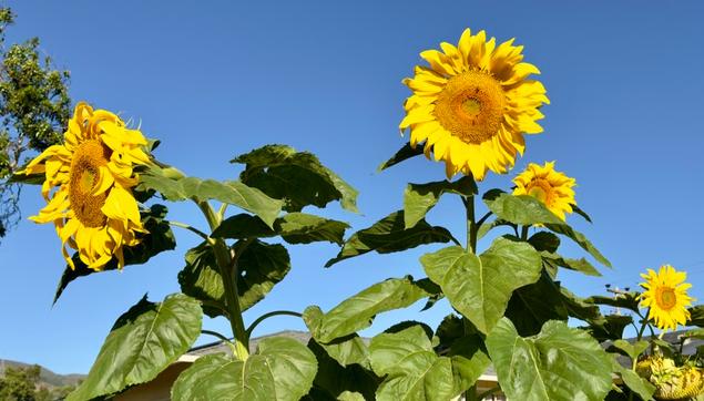 Looking up at tall sunflowers against a bright blue sky.