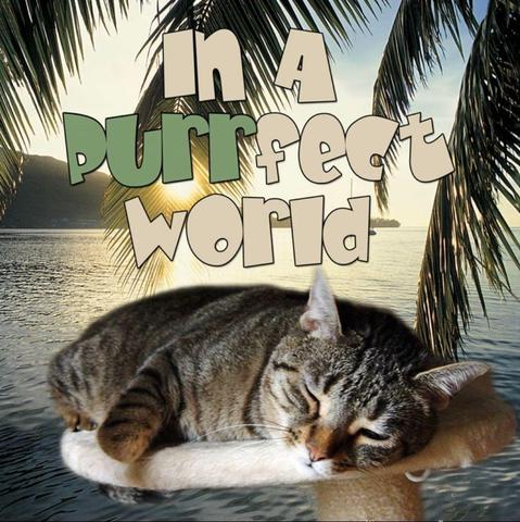 The text says "In a Purrfect World" and the tropical background of palm leaves and tranquil lagoon features a brown tabby cat sleeping on their stomach on a white, furry cat tree shelf.