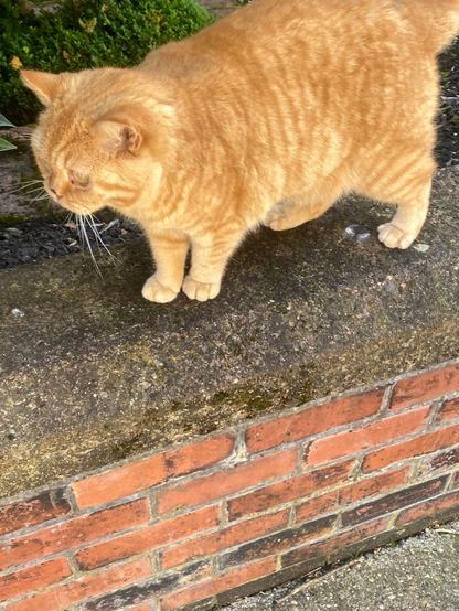 A ginger tabby cat with a fluffy coat is walking on a brick wall. The cat appears alert and is looking forward. The wall is made of red bricks with a rough texture on top, and there are green bushes in the background.