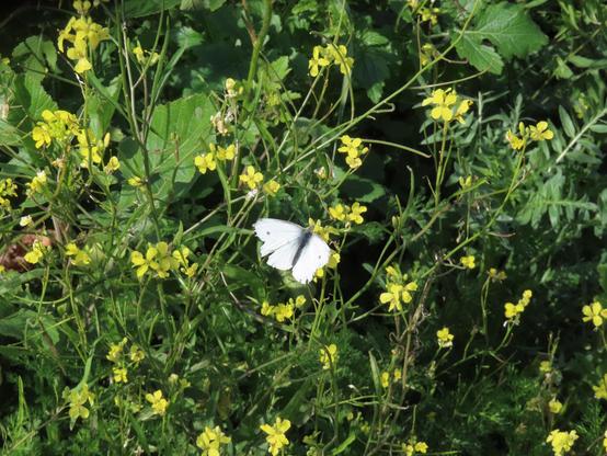 A cabbage butterfly (Pieris Brassicae) sitting on top of some wild mustard flowers. The butterfly is white with a couple of black spots on its wings. The flowers are bright yellow, on bright green background from their plants.