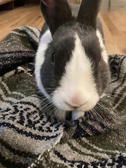 A grey and white rabbit sits in a blanket looking directly into the camera.