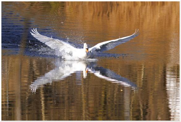 Ein Höckerschwan bei der Landung im Wasser
Mit ausgebreiteten Flügeln setzt der majestätische Vogel im Wasser auf. Durch die Spiegelung im Wasser sieht es so aus, wie ein X-wing starfighter aus Star Wars.