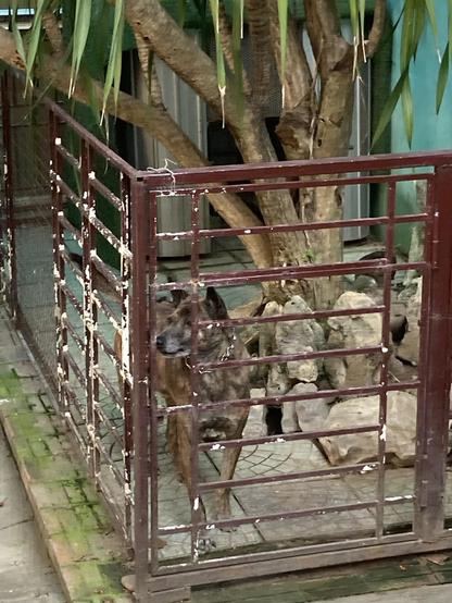 A brown dog looks at the camera
