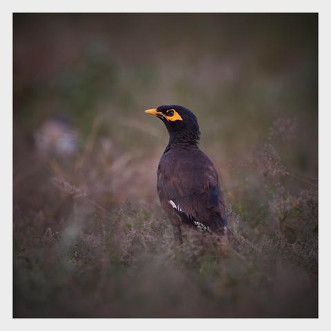 A bird with a black head and bright yellow markings around its eyes, standing in a blurred grassy field. The bird has a dark brown body with a hint of white on its wings.