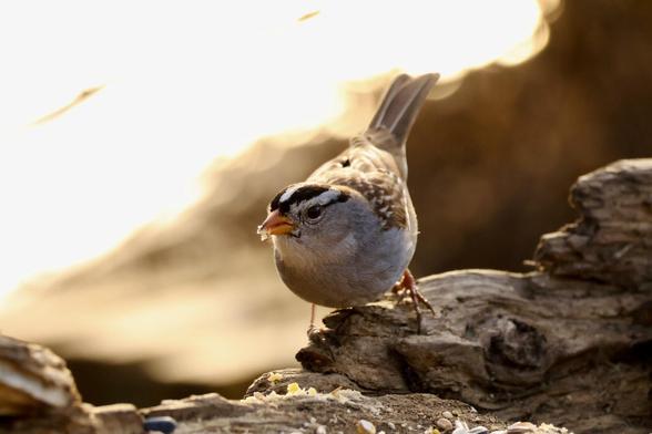 Dieses Bild ist eine wunderschöne Nahaufnahme eines kleinen Vogels, der im warmen Licht der tiefstehenden Sonne eingefangen wurde.
Die Kamera befindet sich auf Augenhöhe mit dem Tier, was eine intime und lebendige Perspektive schafft. Die geringe Schärfentiefe sorgt dafür, dass die Texturen des Holzes im Vordergrund und der Vogel selbst perfekt zur Geltung kommen.