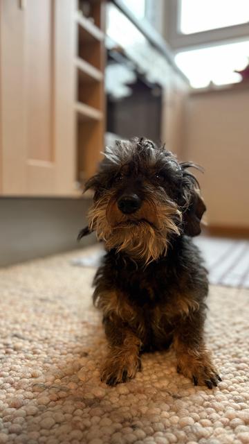 A small, shaggy dog with a dark coat and prominent beard sits on a textured rug. The background features wooden cabinetry and a window, creating a cozy indoor setting.