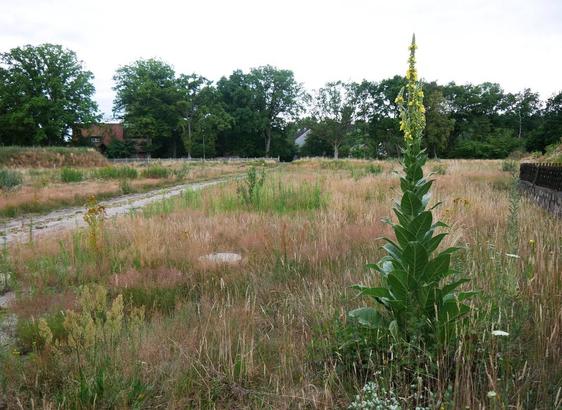 Wiese mit hohem gelbem Blühen vor Hintergrund von Bäumen und einem Feldweg.