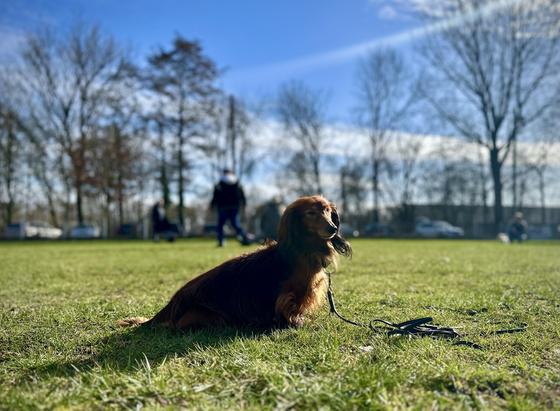 Ein langhaariger, rot / schwarzer Dackel sitzt seitlich auf einer grünen Wiese und blickt mit gespannter Miene in die Kamera, mit einem schwarzen Halsband und Leine. Im unscharfen Hintergrund sind Bäume mit herbstlichem Laub, parkende Autos, ein blauer Himmel und einige Personen zu erkennen.