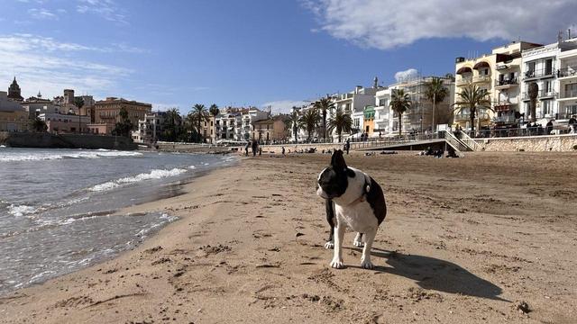 Cute little Boston terrier on the beach