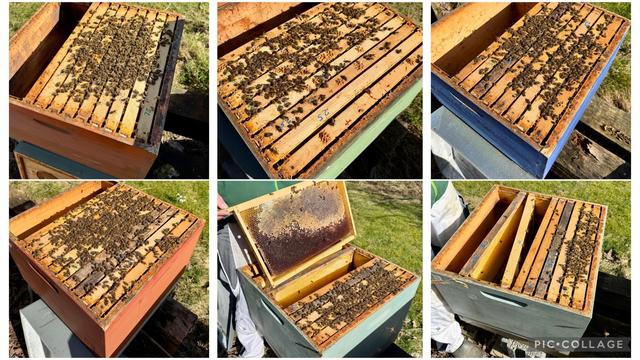 Sechs geöffnete Bienenbeuten mit reichlich Bienen